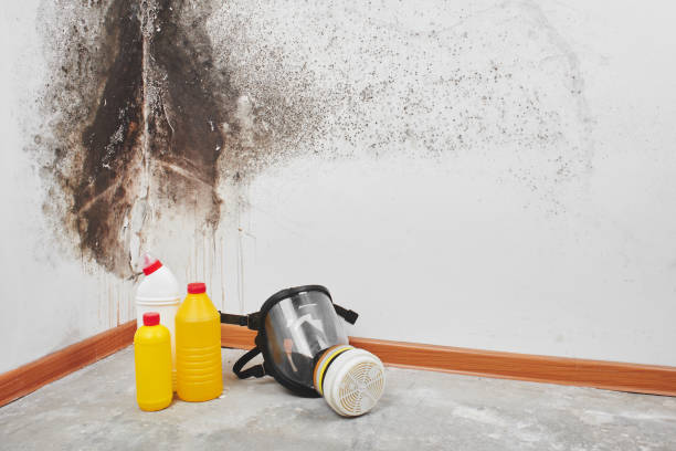 Best Toxic Mold Removal  in Fort Ashby, WV