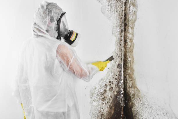 Best Mold Remediation Experts  in Fort Ashby, WV