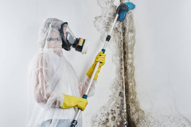 Best Commercial Mold Removal  in Fort Ashby, WV