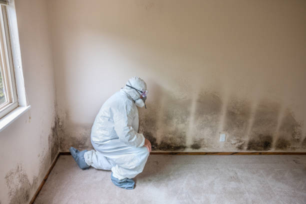 Best Office Mold Removal Services  in Fort Ashby, WV