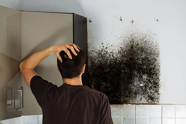 Best Emergency Mold Removal  in Fort Ashby, WV