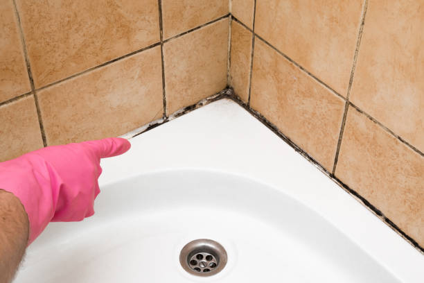 Best Emergency Mold Removal  in Fort Ashby, WV